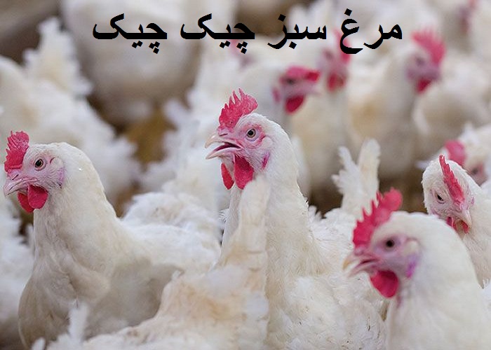قیمت مرغ