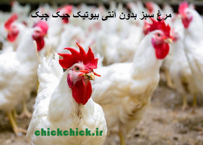 صادرات مرغ سبز