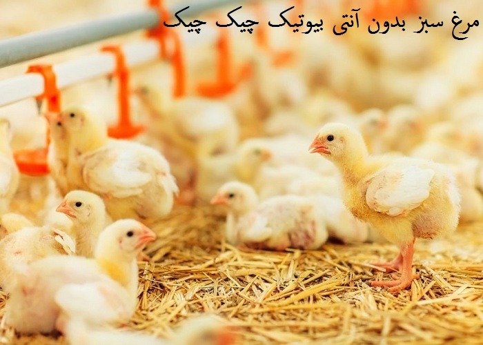 کاهش جوجه ریزی