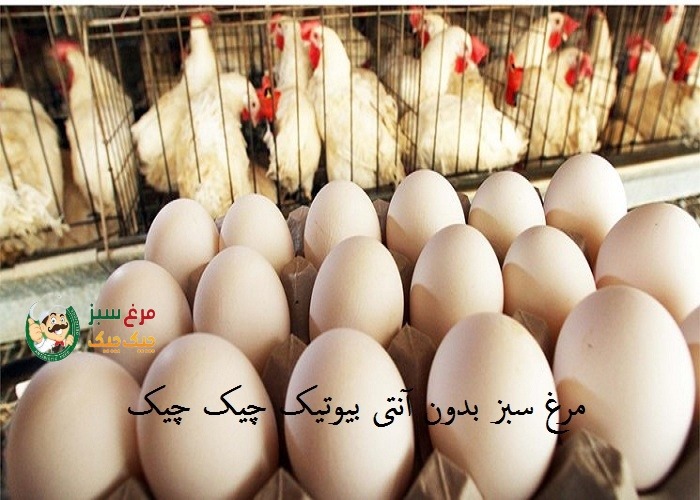 قیمت مرغ و تخم مرغ تا آخر سال ثابت است